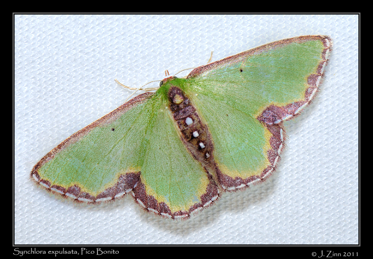 Synchlora expulsata_2536a